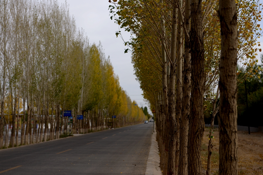 嘉峪关景点路边的两旁,载满的都是笔直的白杨树,叶子金黄金黄,整整齐