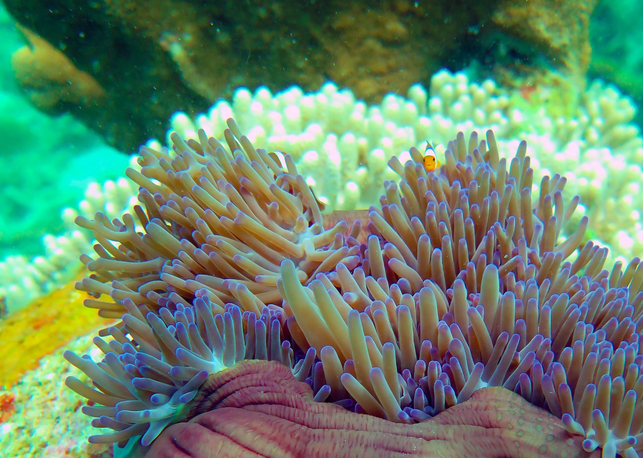 壁纸 动物 海底 海底世界 海洋馆 水族馆 鱼 鱼类 1000_591