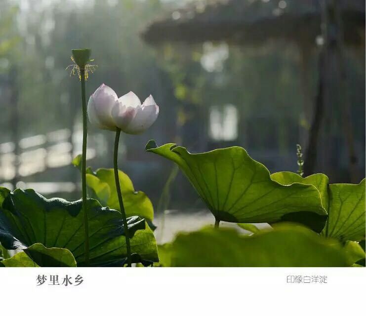 佛手拈莲花壁纸