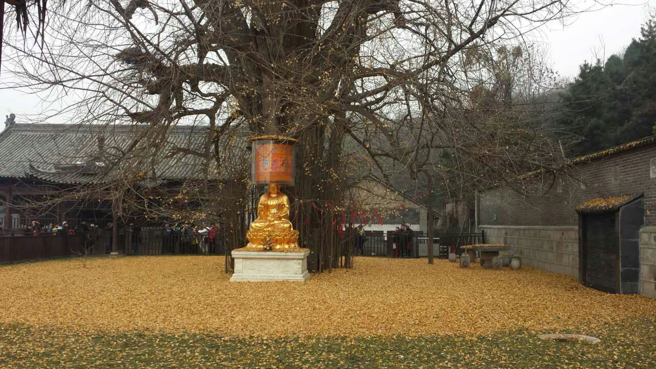 遍地黄金甲--秦岭72峪之凤凰山古观音禅寺初冬游