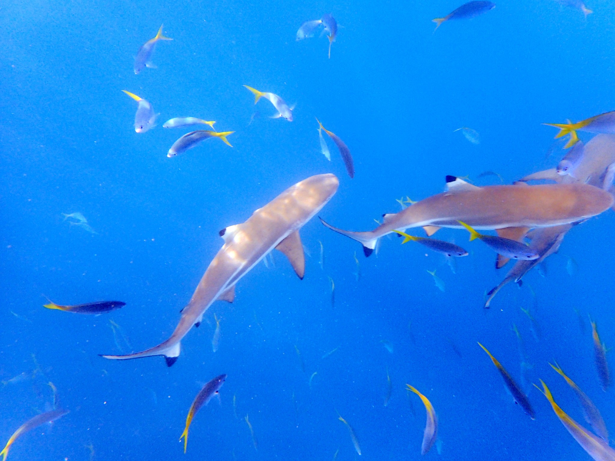 壁纸 动物 海底 海底世界 海洋馆 水族馆 鱼 鱼类 680_510