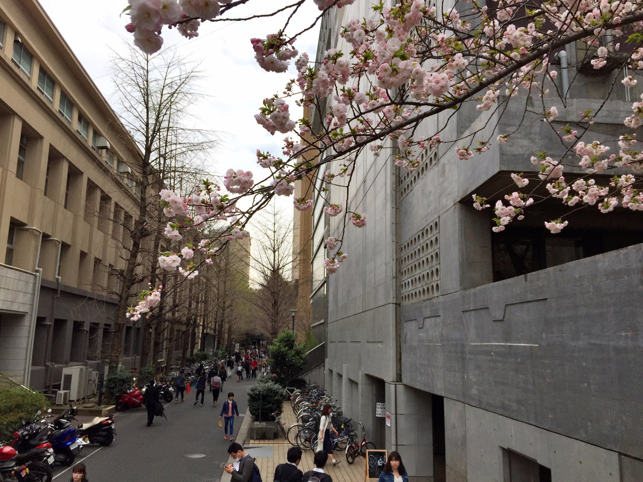 早稻田大学         